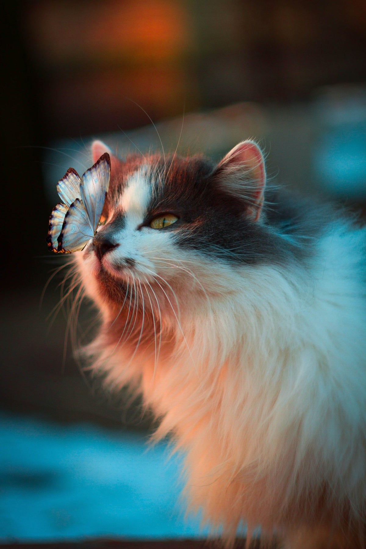 Cat Chic: Luxury for Your Furry Friend - Cargo's Cargo