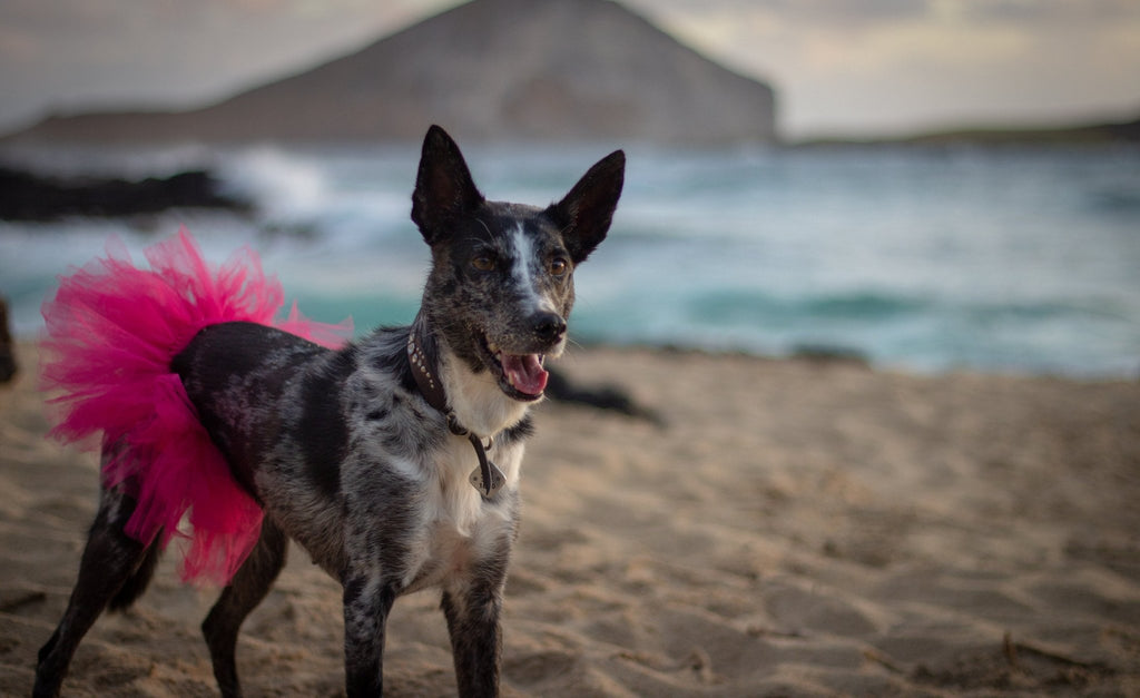 Pink Pet Tutu Skirt - Cargo's Cargo