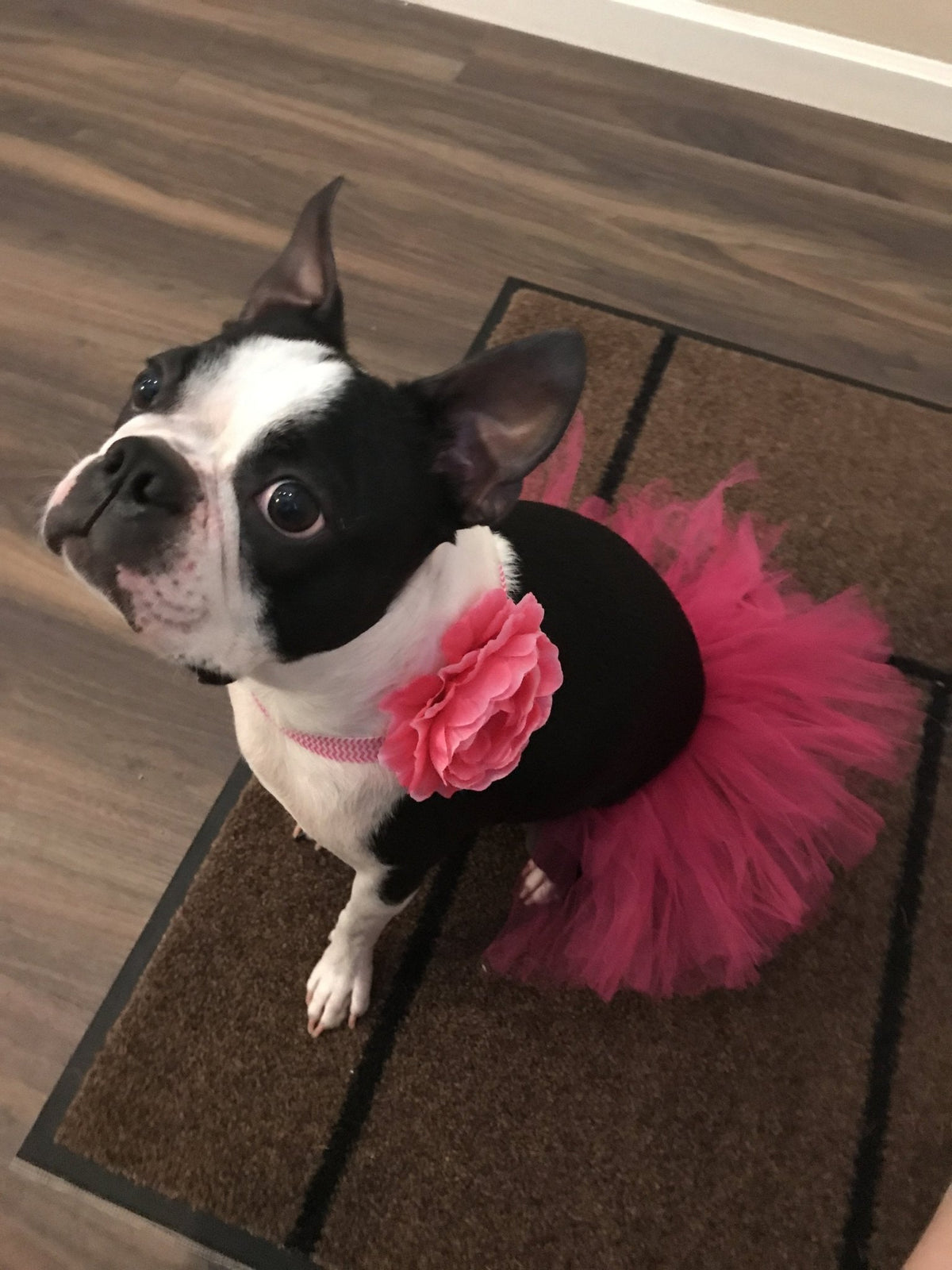 Pink Pet Tutu Skirt - Cargo's Cargo