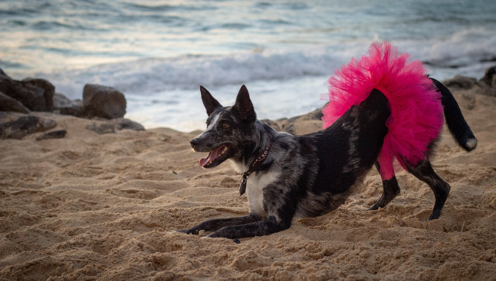 Pink Pet Tutu Skirt - Cargo's Cargo