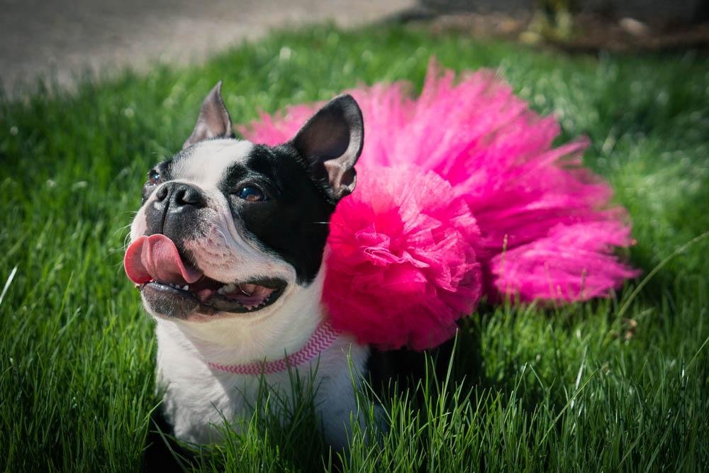 Pink Pet Tutu Skirt - Cargo's Cargo