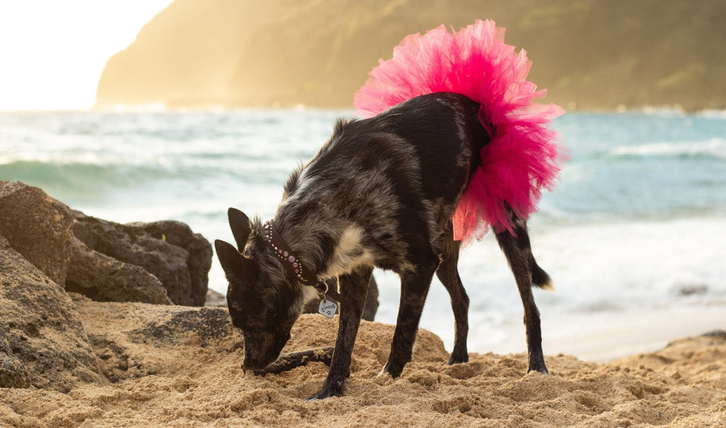Pink Pet Tutu Skirt - Cargo's Cargo