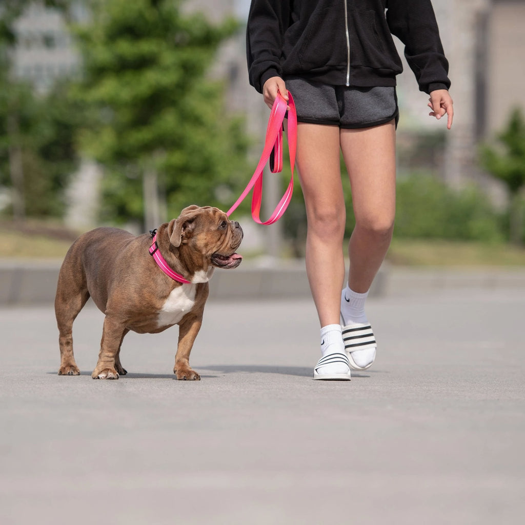 Reflective Leash - Pink - Cargo's Cargo